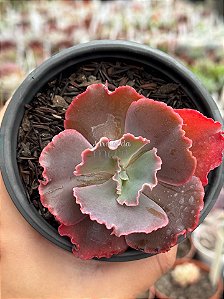 Echeveria Cecelia