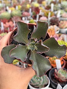 Echeveria Cecelia