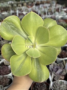 Echeveria enfant G