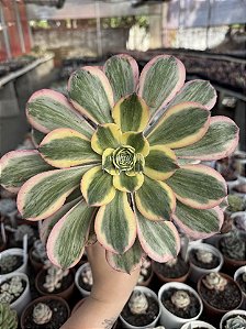 Aeonium sunburst G