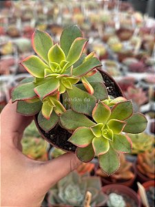 Aeonium kiwi