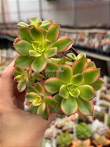 Aeonium kiwi