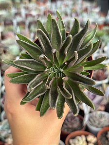 Echeveria lutea marrom