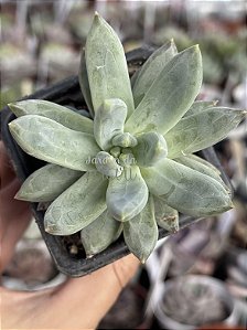 Pachyphytum hookeri