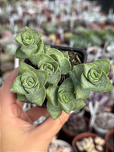 Crassula perforata ‘giant form’
