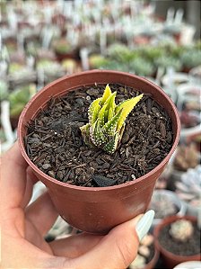 Haworthia attenuata var radula variegata 01