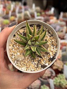 Haworthia attenuata var. radula variegata