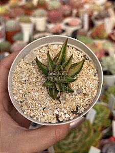 Haworthia attenuata var. radula variegata ( sem raiz)