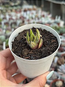 Haworthia attenuata var. radula variegata 02