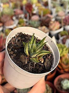 Haworthia attenuata var. radula variegata