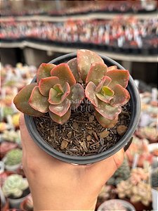 Echeveria curls híbrida (2 cabeças)