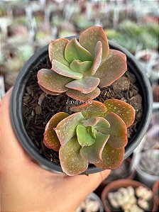 Echeveria curls híbrida (2 cabeças)