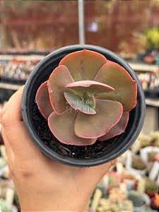Echeveria minako