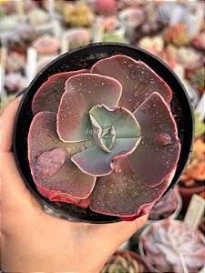 Echeveria minako (sem raiz)