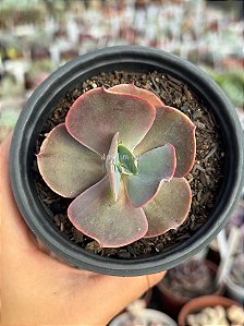 Echeveria minako