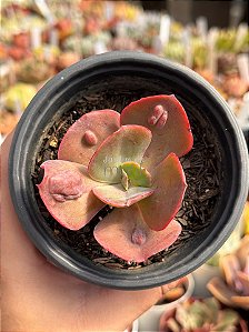 Echeveria minako