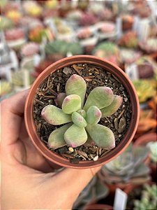 Pachyveria Dr cornelius