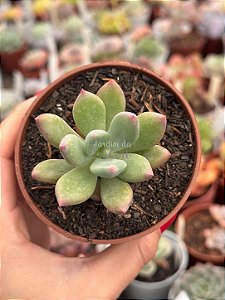 Pachyveria Dr cornelius