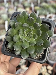 Echeveria scorpion