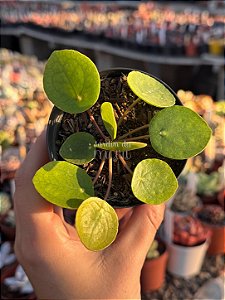 Pilea peperomioides