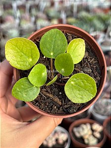 Pilea peperomioides