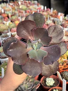Echeveria chocolate ruffles G