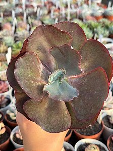 Echeveria chocolate ruffles G (sem raiz)