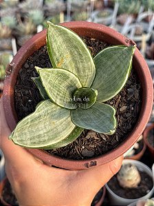 Sansevieria hahnii ‘Silver frost’
