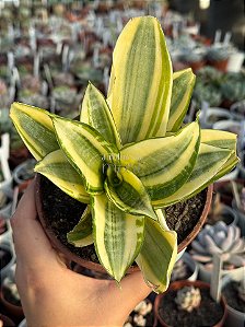 Sansevieria trifasciata
