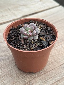 Sansevieria trifasciata