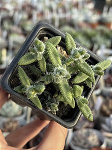 Delosperma echinatum