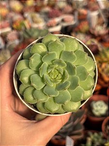 Echeveria dondo