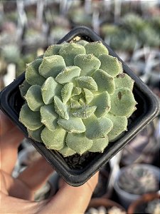 Echeveria dondo