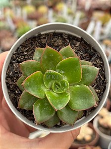 Echeveria seiten botan
