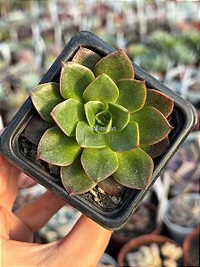 Echeveria seiten botan