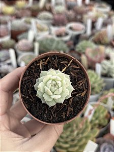 Echeveria derenbergii