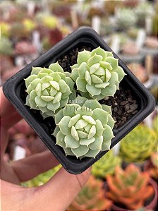 Echeveria derenbergii