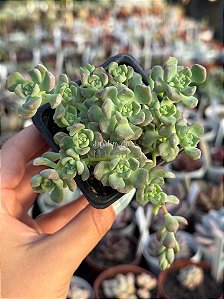 Echeveria querência