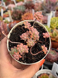 Echeveria querência (bonsai)