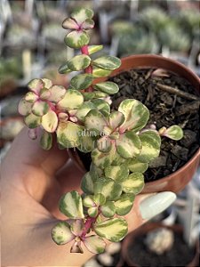 Portulaca afra tricolor
