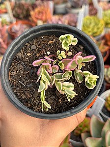 Portulaca oleracea variegata (observe a descrição)