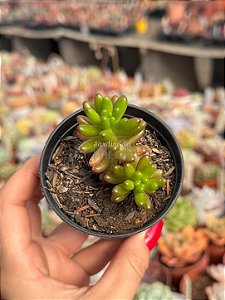 Sedum rubrotictum
