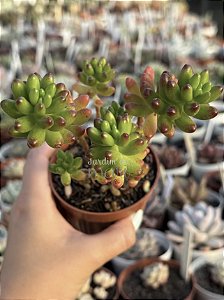 Sedum rubrotictum