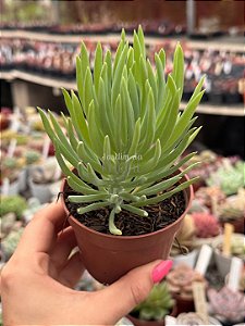Senecio azul