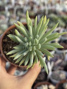 Senecio azul