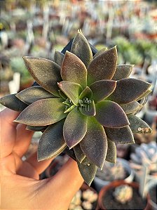 Echeveria serrana