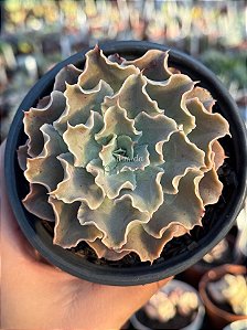 Echeveria domingos