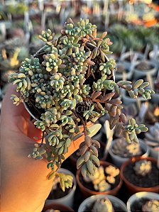Sedum blue carpet