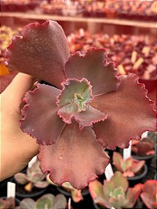 Echeveria crescent spring