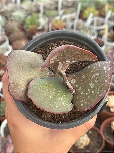 Echeveria crescent spring